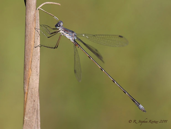 Lestes vidua, male